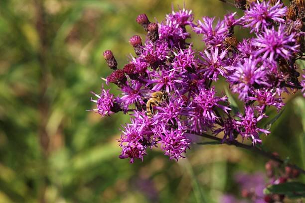 Vernonia - Feuilles ameres / Chou africain amer